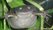 Xenopus borealis