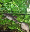 Xenopus borealis