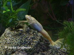 Xenopus laevis albino