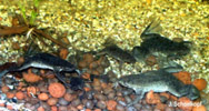 Pipa parva und Hymenochirus
