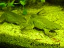 Männchen und Weibchen