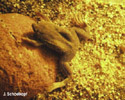Männchen