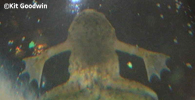 Hymenochirus