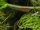 juv. Fundulopanchax gardneri