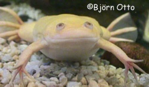 Xenopus laevis Albino