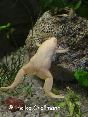 Xenopus laevis Albino