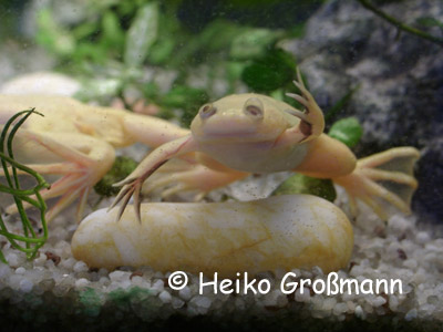 Xenopus laevis Albino