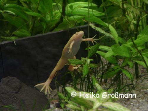 Xenopus laevis Albino