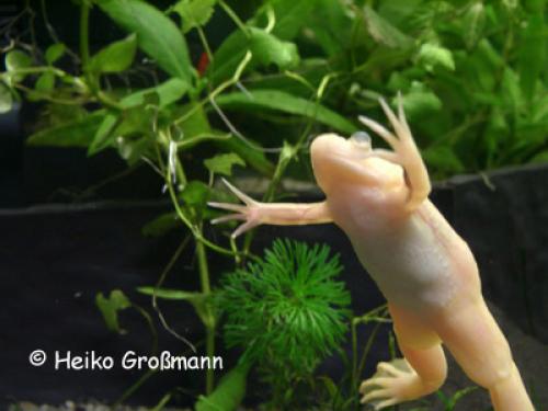 Xenopus laevis Albino