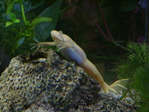 Xenopus laevis Albino