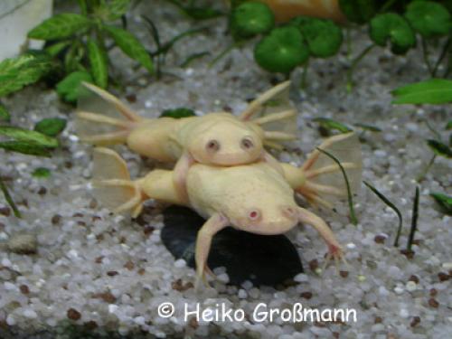 Xenopus laevis Albino Amplexus