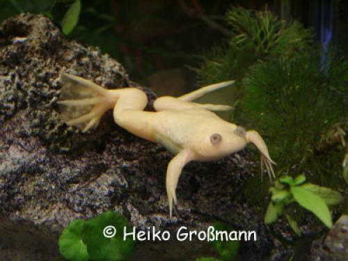 Xenopus laevis Albino