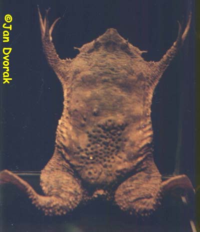 Pipa pipa female 11