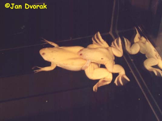 Xenopus laevis Amplexus