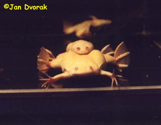 Xenopus laevis Amplexus