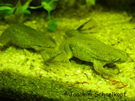 male+female
