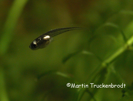 Kaulquappe / tadpole