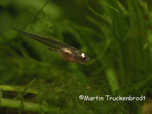 Kaulquappe / tadpole