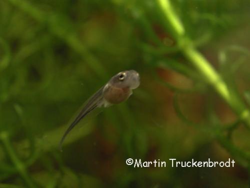 Kaulquappe / tadpole