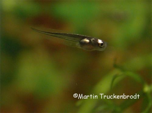 Kaulquappe / tadpole