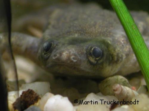 Hymenochrius Männchen / male