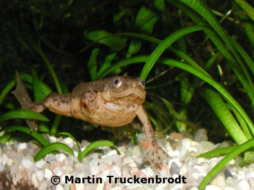 Pseudhymenochirus merlini