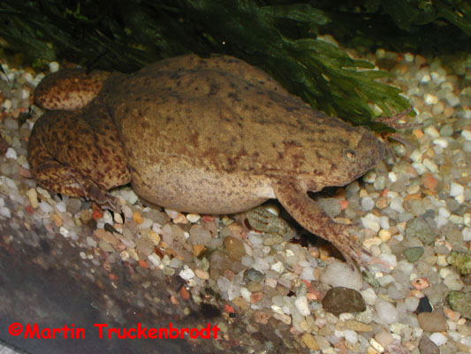 Silurana epitropicalis