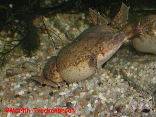 Silurana epitropicalis