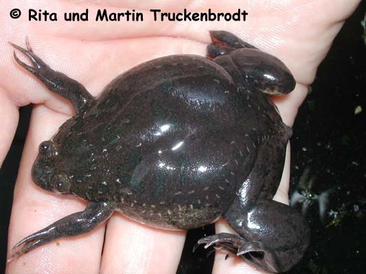 Xenopus muelleri