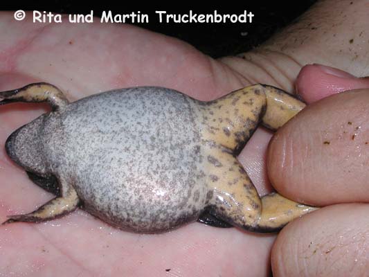 Xenopus muelleri