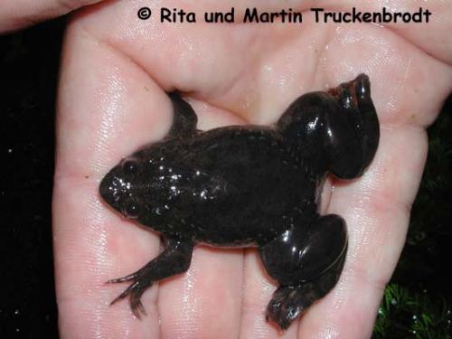 Xenopus muelleri