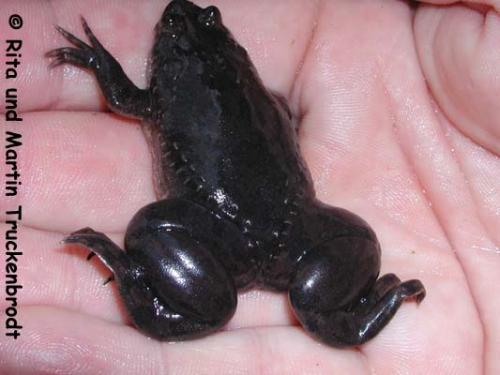 Xenopus muelleri