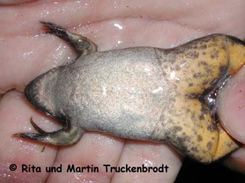 Xenopus muelleri